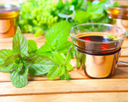 The benefits and harm of mint decoction, tincture, tea for women, men, children, pregnant women. Mint tea recipes