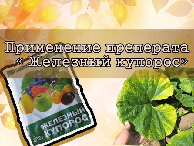 Железный купорос — применение в садоводстве весной для обработки плодовых деревьев, как удобрение для растений: инструкция, пропорции разведения