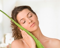 What is the useful of Aloe for hair? Aloe juice: hair benefits, hair recipes with aloe, tips