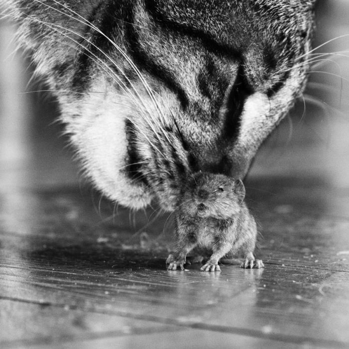 Кот поможет вам справиться с мышами