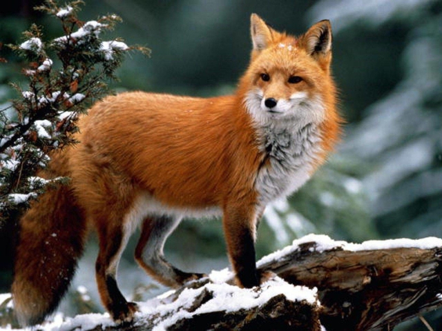 Dreaming a fox: what does such a dream mean?