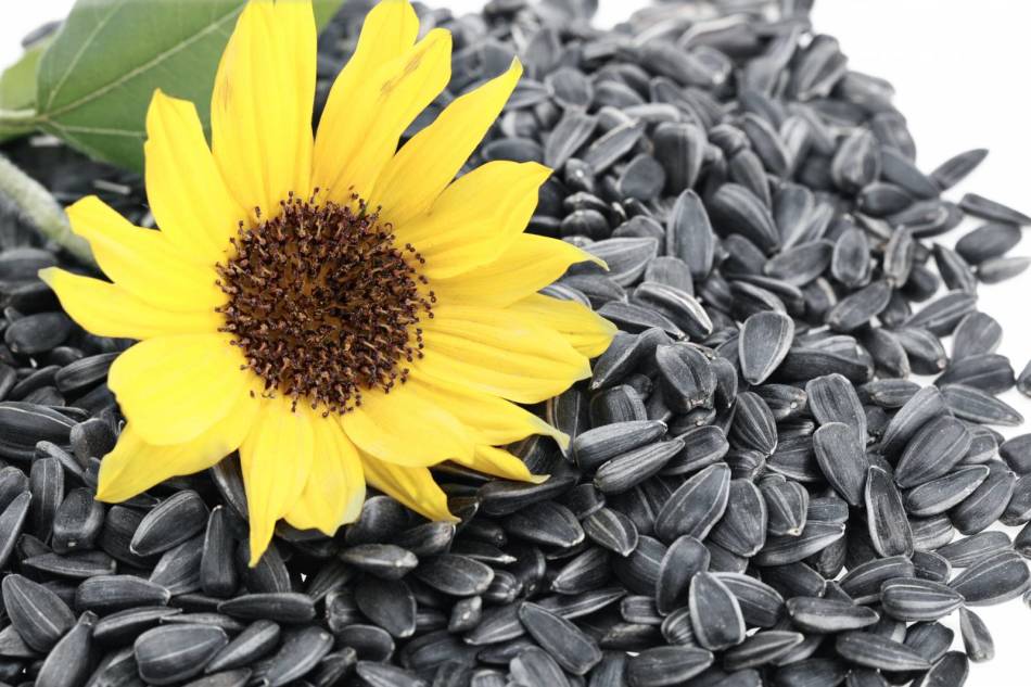 Is it necessary and how to wash the seeds of sunflower before frying?