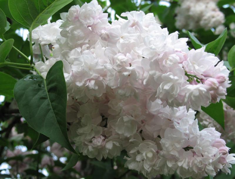 Kapan lebih baik menanam lilac kecantikan Moskow: musim semi atau musim gugur?