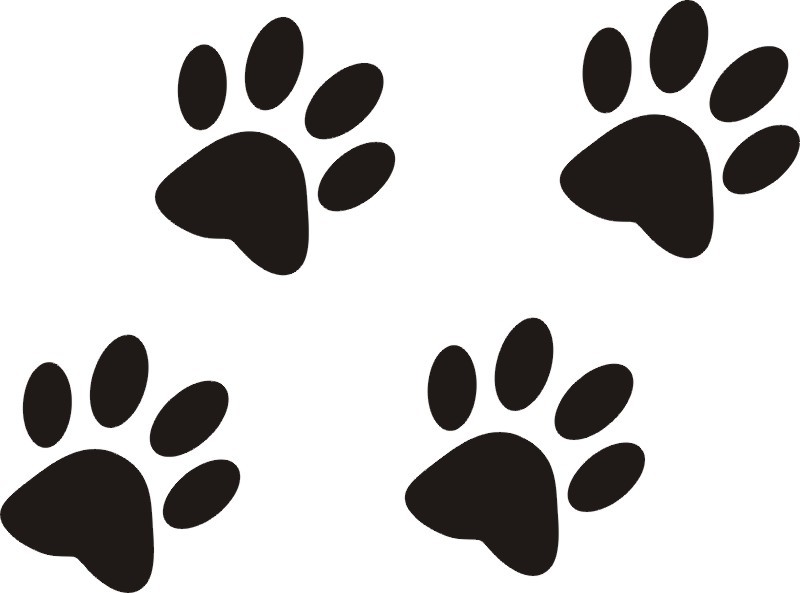 Stencils of animal traces - ideas, photos of templates