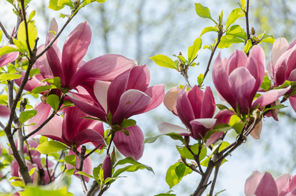 Magnolia: cvetenje