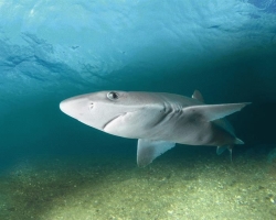 Do sharks live in the Sea of \u200b\u200bAzov dangerous for humans? Are there any cases of sharks attack on a person in the Sea of \u200b\u200bAzov? How to behave so that the shark does not attack in the Sea of \u200b\u200bAzov?