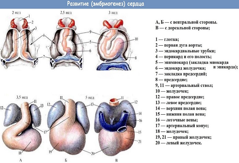 Stages of heart development