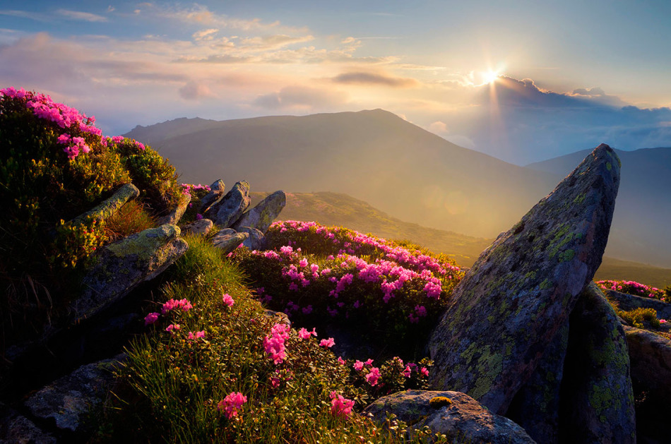 Rhododendron: Flowering