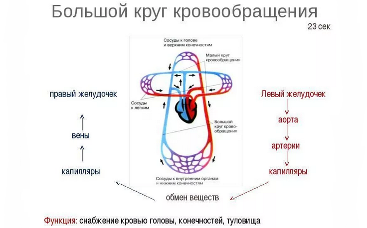 Большой круг кровообращения сердца человека