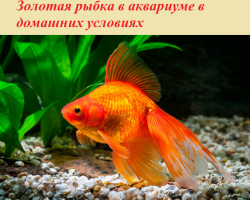 Золотая рыбка в аквариуме в домашних условиях: описание животного, виды, особенности содержания, плюсы и минусы, фото, отзывы