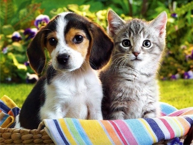 Who is smarter: cats or dogs and why? Comparison of the intelligence of the dog and cats: similarities and differences. A cat and a dog - who is better: merits to humanity. Who is better to get in an apartment - a cat or a dog: a test
