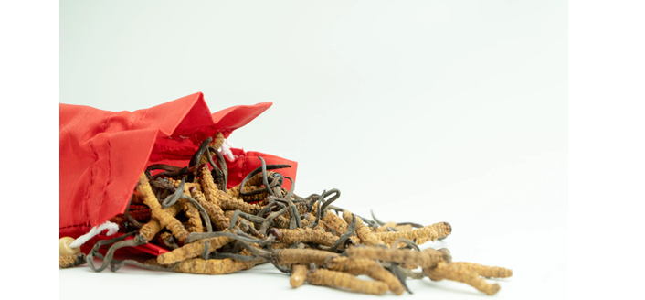 Chinese Cordyceps mantar