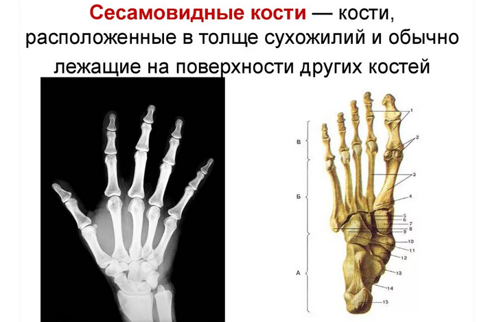 Анатомия строения кисти руки человека