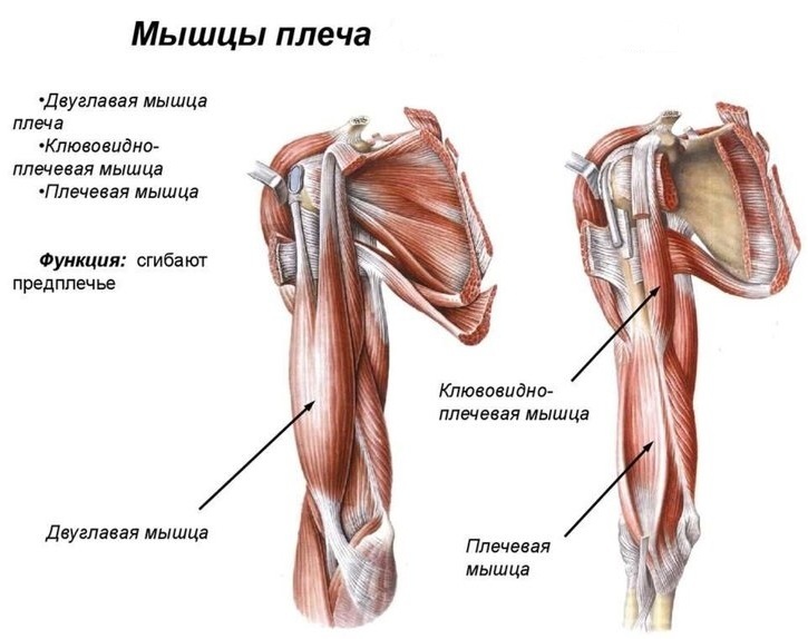 Articulación del hombro