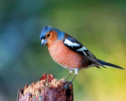 Navadni finch: kratek opis ptice za otroke, zanimiva dejstva