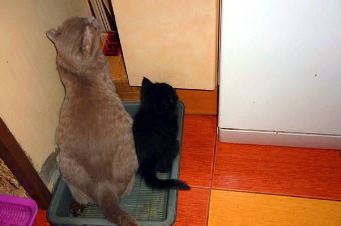 Обычно, котенка к горшку приучает его мам-кошка.