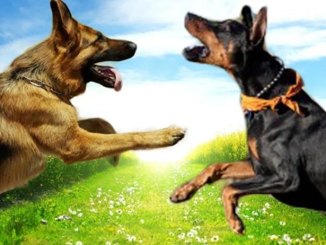 Doberman o pastore tedesco - quale cane è migliore, più forte, più intelligente: confronto tra le razze