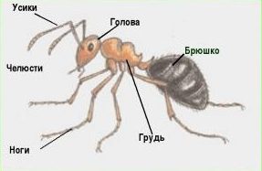 The structure of the body of the ant