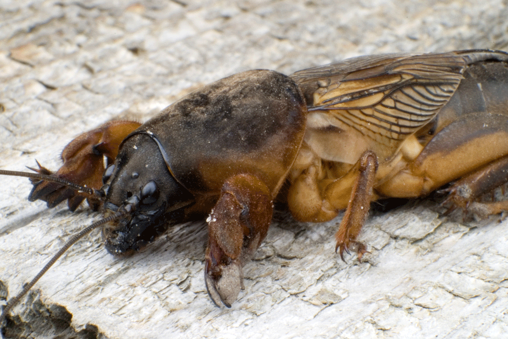 Birkenteer aus einem Bären