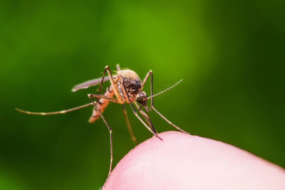Έρχεται κουνούπι - η απόδοση των μούρων μεταφέρει