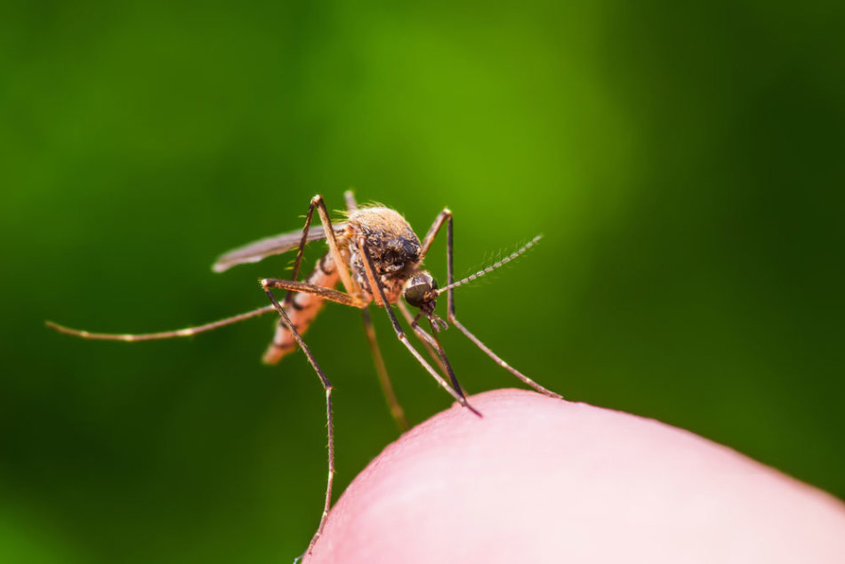 Mosquito is coming - the yield of berries carries