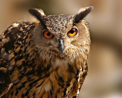 Wie sich die Eule von der Eagle -Eule, der Eule unterscheidet: Vergleich, Unterschied, Fotografien. Warum jagen Eulen, Sychi und Filin nur nachts?