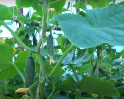 What is the best way to feed the cucumbers for active growth and a good harvest?