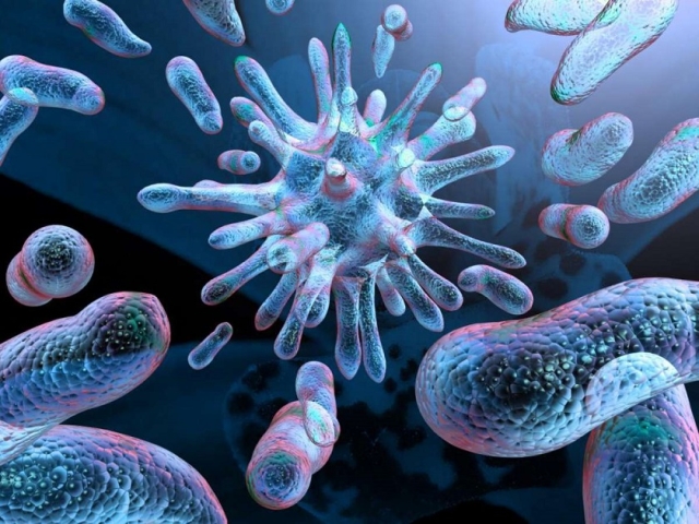 Biologi - Bakterier: Typer, namn, skadliga och användbara för människoliv, antal, form