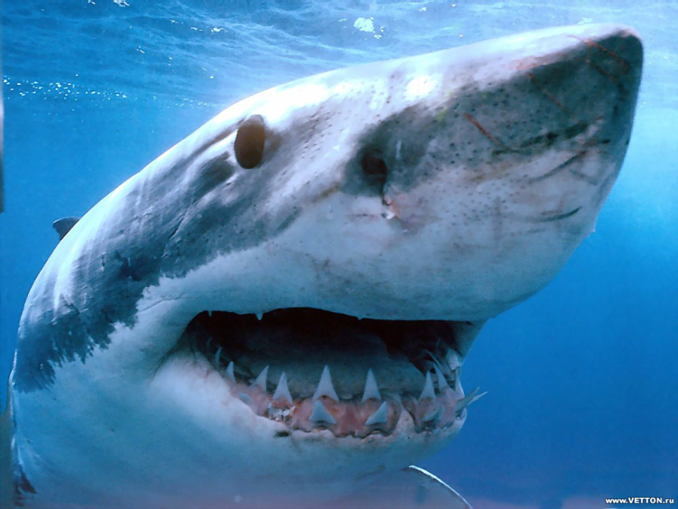 Челюсть акулы устроена так, чтобы акула могла выжить и прокормить себя