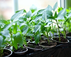 Planting and growing seedlings of Bulgarian pepper at home. Preparation of Bulgarian pepper seeds for sowing for seedlings, sowing, diving and planting seedlings in a greenhouse, greenhouse and soil