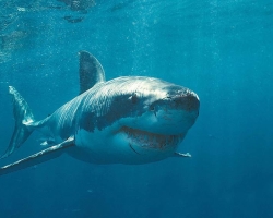 Are sharks found in the Mediterranean Sea off the coast of Cyprus, Greece, Spain, Tunisia: Names, are they dangerous for humans?