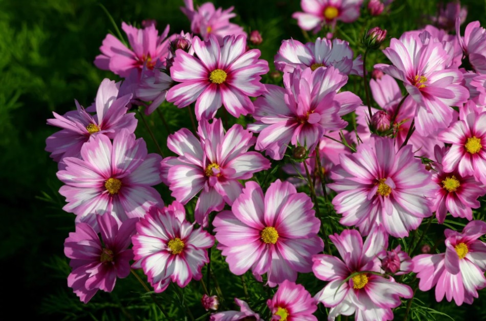 Cosmea