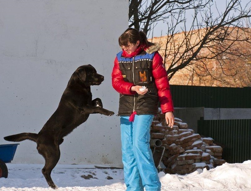 لابرادور برای آموزش راحت تر از retriever است