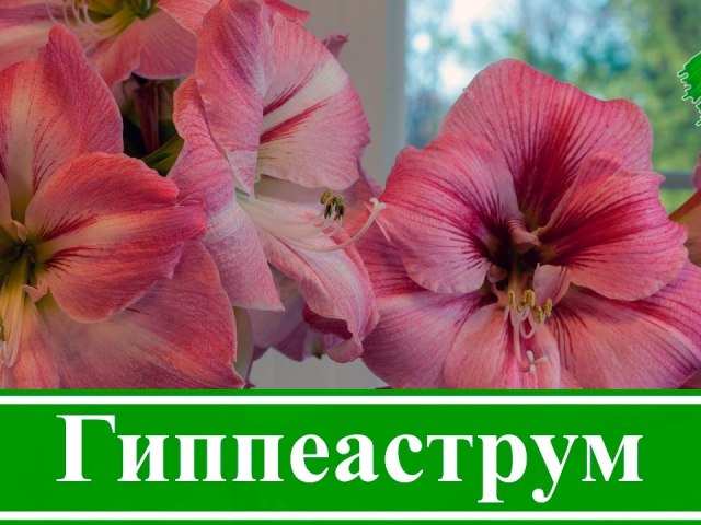 Floare interioară Hippestrum: floare, semne, aterizare, creștere și plecare în timpul și după înflorire, în timpul perioadei latente acasă, pansament de sus, udare, reproducere, boală. Cum să cumpărați becuri hippeastrum prin poștă în China pe aliexpress?