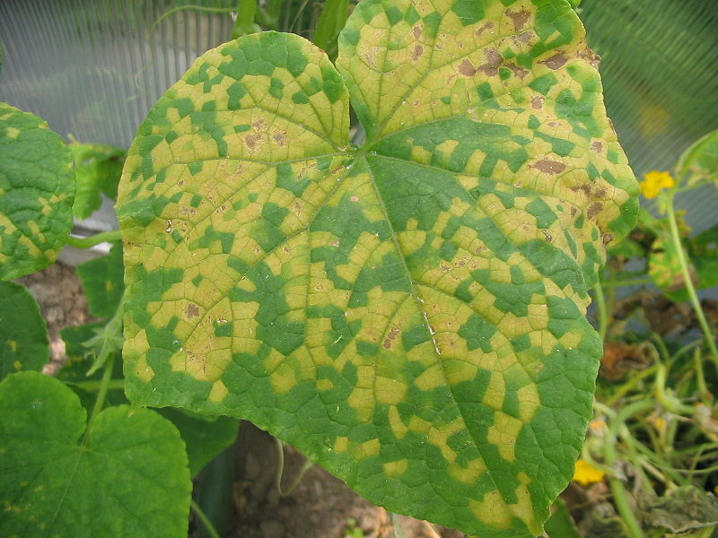 Why do the leaves of cucumbers in a greenhouse turn yellow and dry?