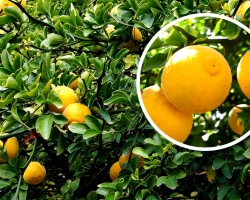Wild lemon Poncirus - what is it, what is useful, how to eat, what can be cooked with it? How to grow a wild poncirus lemon in central Russia?