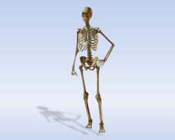 Tout sur le squelette de l'homme. Squelette humain: une structure avec le nom des os, des fonctions, de l'anatomie, de la photo, du côté, du côté, du dos, de la partie, du nombre, de la composition, du poids osseux, du schéma, de la description. Squelette du corps, des membres supérieurs et inférieurs, des têtes humaines avec une description