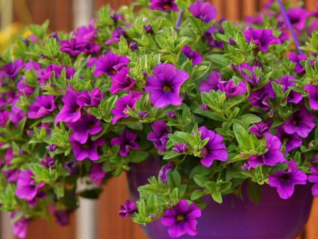 How to pinch petunia so that it blooms gorgeous: step -by -step instructions, photo, video