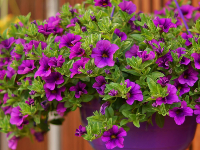 Petunia'yı nasıl sıkıştırır, böylece muhteşem çiçek açar: Step -y -by adım talimatlar, fotoğraf, video