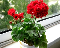 General -flowering and fragrant geranium: varieties with names, photo, video