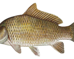 How to distinguish carp from crucian carp in appearance: distinguishing features. Why is carp and crucian carp often confused?