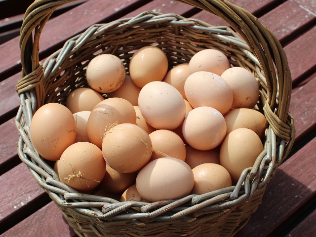 Why are homemade eggs dangerous? Which eggs are more useful, domestic or store? Why are the eggs of home chickens? Liquid protein in the egg of home chickens: causes