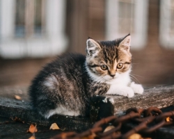 Vers chez les chats: causes, symptômes, traitement, prévention