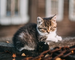 Червеи при котки: причини, симптоми, лечение, профилактика