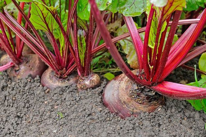 Beets growing on a bed or in a field dreaming like a messenger of great success