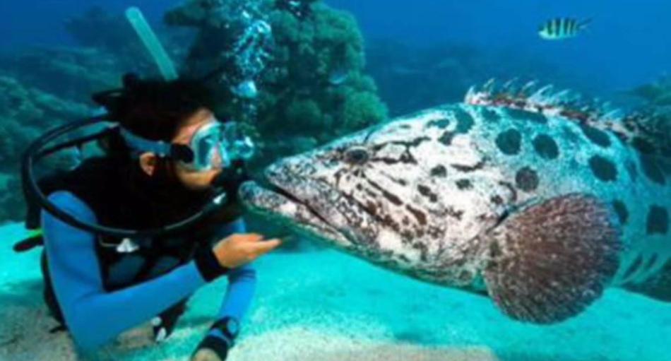 Aquarium lansarota, Canar, Spanyol