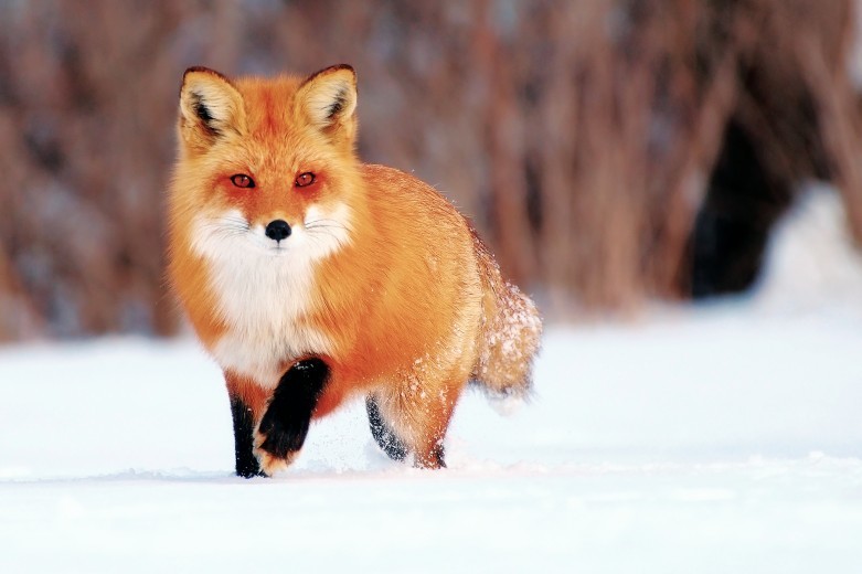 Animal totem nommé d'après Elizabeth