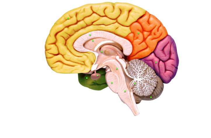 Développement de l'hémisphère droit du cerveau
