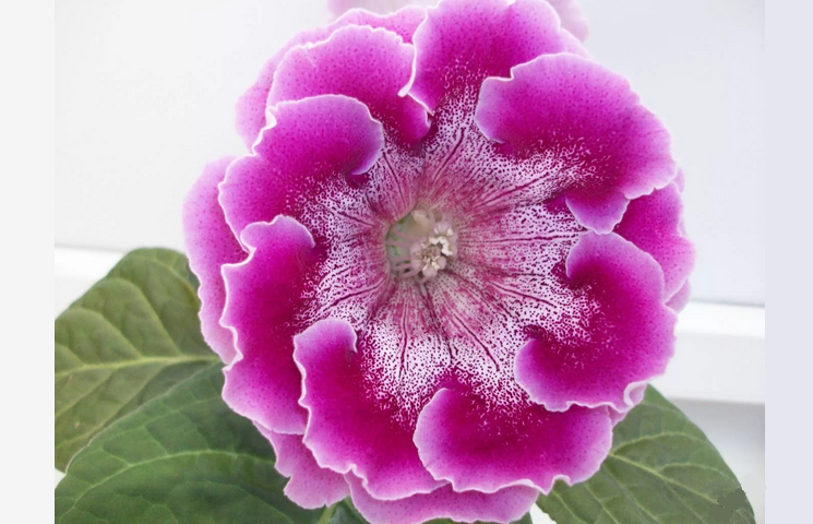 Комнатный цветок глоксиния