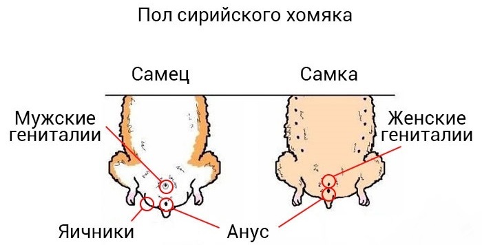 Схема определения пола сирийского хомяка